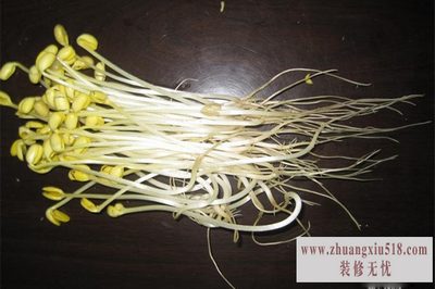豆芽机价格
