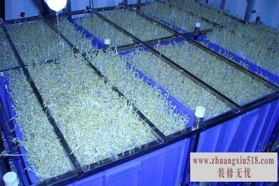 豆芽机价格