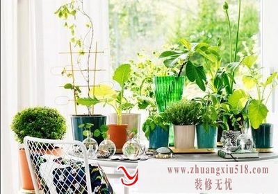 家里绿色植物盆景越多越好吗
