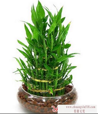 富贵竹